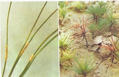 松针锈病：松树的一大敌人