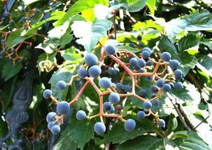 爬山虎种子，为何会突然炸裂