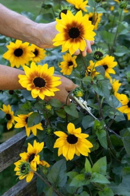 太阳花：阳光下的微笑