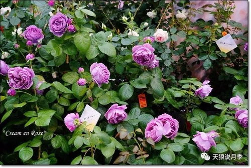 幻彩月季：梦幻的色彩之旅