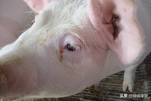 猪病频发根源探析