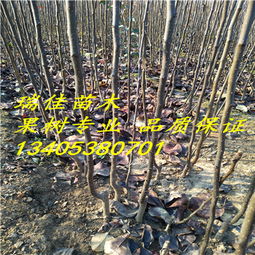 不同品种，不一边间