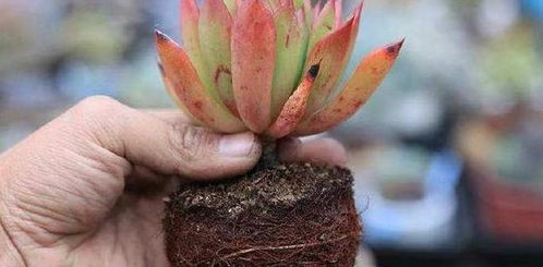 花木根部腐烂，如何对症下药挽救