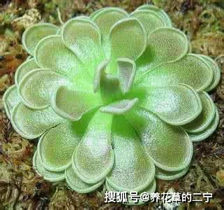 如何科学养殖捕虫堇使其爆盆并自然冒出晶莹水珠