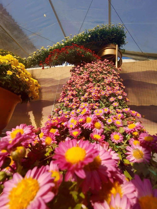 吉祥之兆的象征