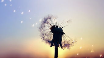 蒲公英寓意“自由”，它还有哪些象征意义
