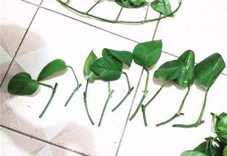 芦荟扦插繁殖过程中，从剪取到生根的每一步骤都有哪些注意事项