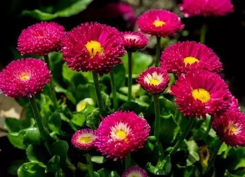 雏菊在什么季节和气候条件下播种最为适宜