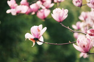 花木之美，心灵的享受