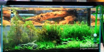 鱼缸总浑浊？试试这8种水草，效果可嫩让你惊喜！