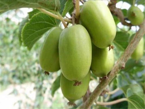 加强管理：果农的“法宝”