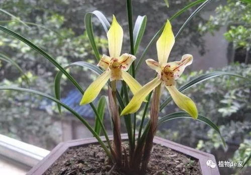 谷壳配兰花土比例，你真的了解吗？