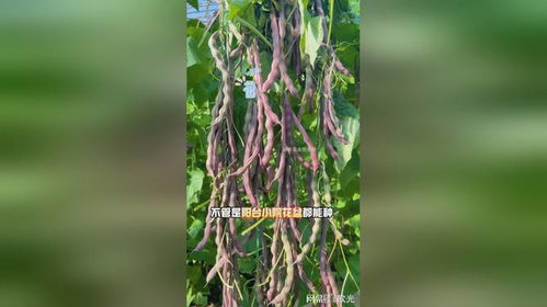 种棕榈树，你准备好了吗？