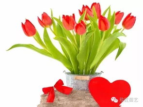 种植郁金香注意事项