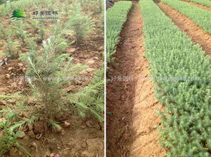 南京大鹏雪松苗圃场：多年实践