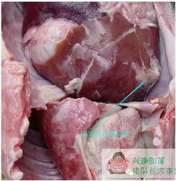 如何快速区分副猪嗜血杆菌和链球菌，避免误用药物？