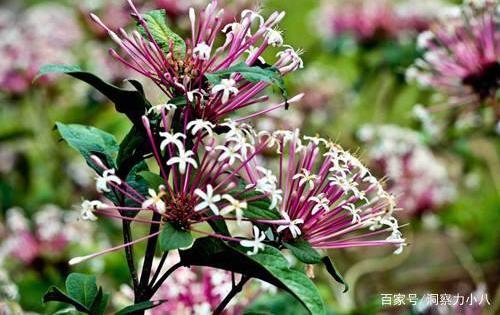 懒人养花秘籍：高原植物不需要精心伺候