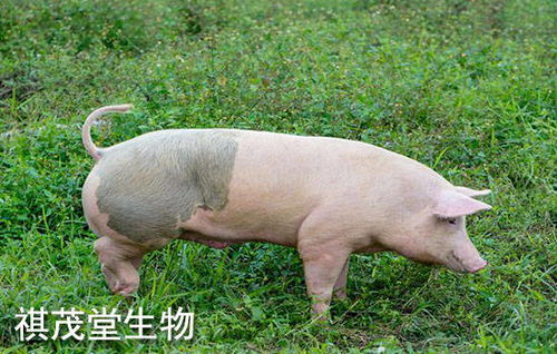 昌图县哪个镇以养猪业为主，生猪养殖规模较大？