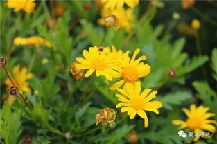 狗尾草：野草中的红色精灵