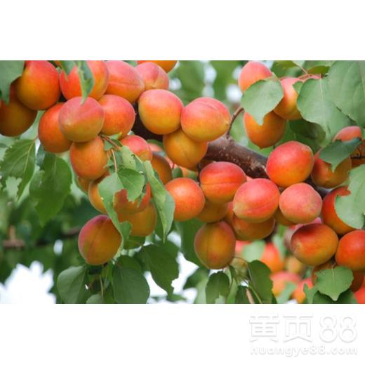 别信那些“二月二龙抬头就得种”的老话！