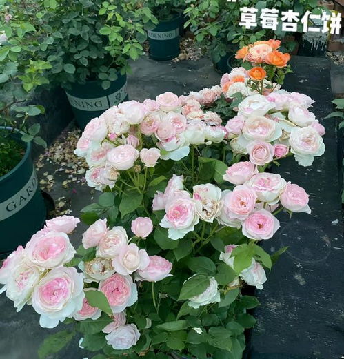 羽毛月季， 南方人心中的花朵精灵