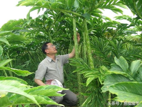 白魔芋与花魔芋种植施肥技巧大揭秘！