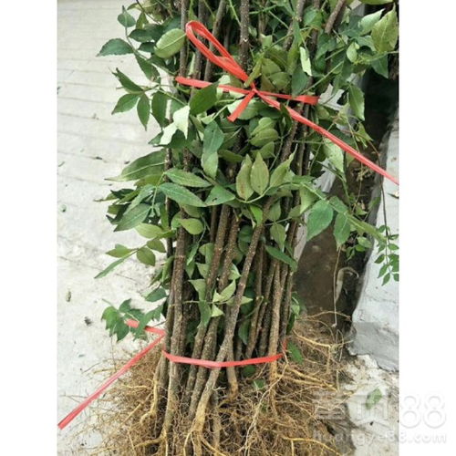 油麻藤的种植区域