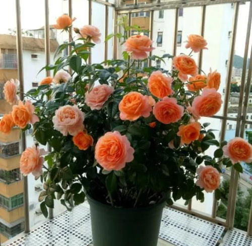 打造不间断开花的盆栽月季花，了解月季花盆栽养护技巧是关键
