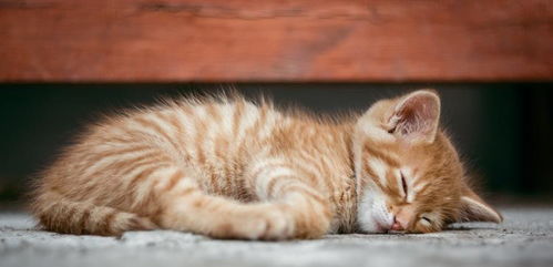 猫咪繁殖， 一场爱与责任的邂逅