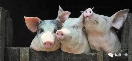 秋冬蓝耳病猪场爆发，如何打赢这场病毒战