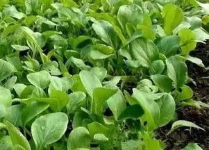 青菜农药味道的来源