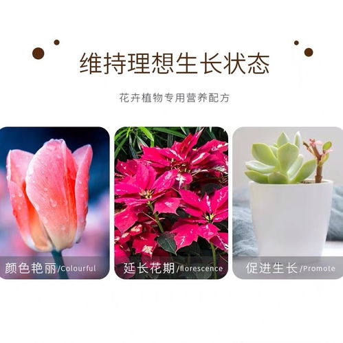 揭秘盆栽花卉施肥技巧：有机肥与复合肥