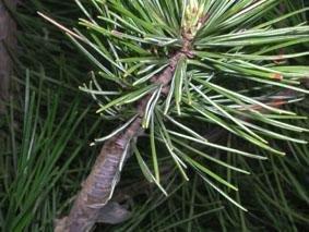 苗木产业低谷期