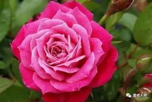 月季花的修剪与保养