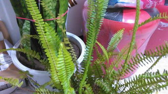 暗藏玄机的斑纹密码