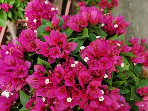 花卉市场，温馨愉悦的氛围