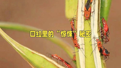 松虫草的花语和寓意究竟有何特殊之处
