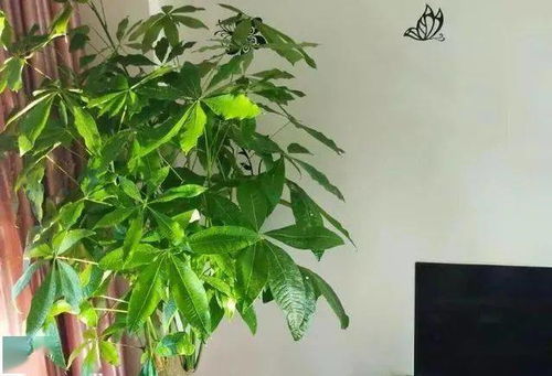 秋末天气开始变冷之前