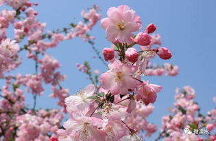 春天种花正当时