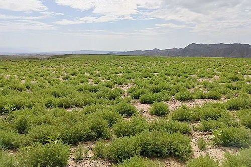 盐地三宝生存实录