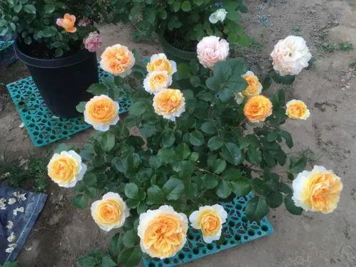 月季合适成长气温