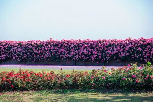 修剪， 只为明年的绽放