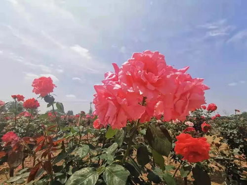 一、网红打卡地究竟在哪儿？