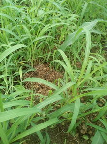 玉米地草的秘密用途