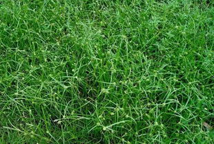 草坪杂草， 烦人又头疼