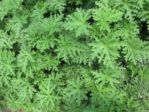 驱蚊草最佳播种时间是什么季节？