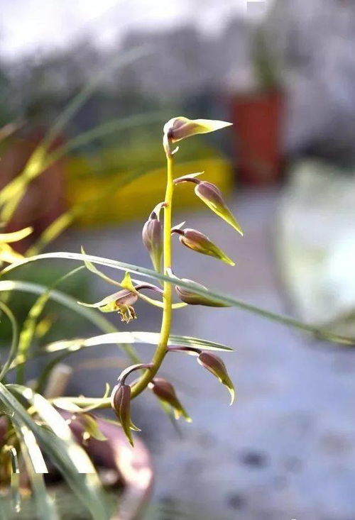 兰花无花期怎么销售？如何让无花期兰花成为市场新宠