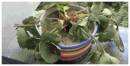 植物严重缺水怎么办？如何快速补救