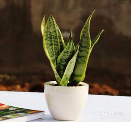 选择合适的土壤