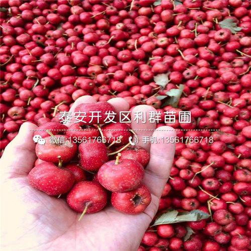 今年山楂树苗价格，你了解吗？